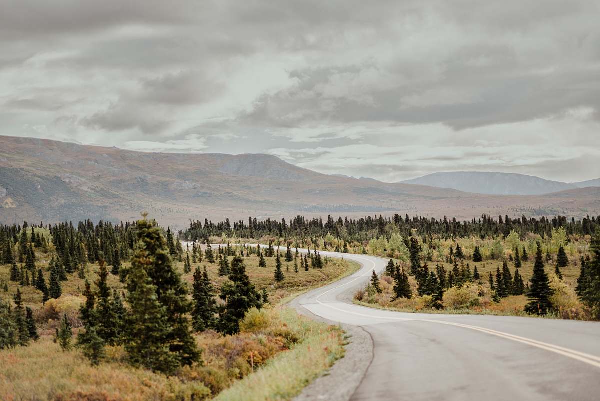 dirt road green leafed trees gravel